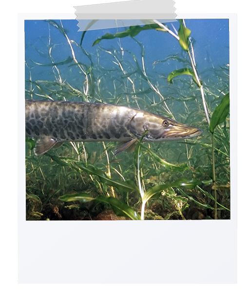 picture of a muskellunge
